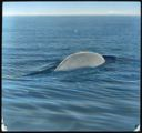 Image of White Whale